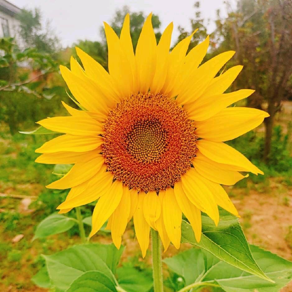 慧慈（善）