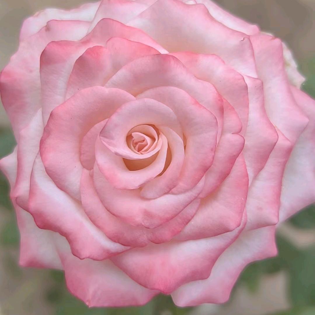 某年某月某一天