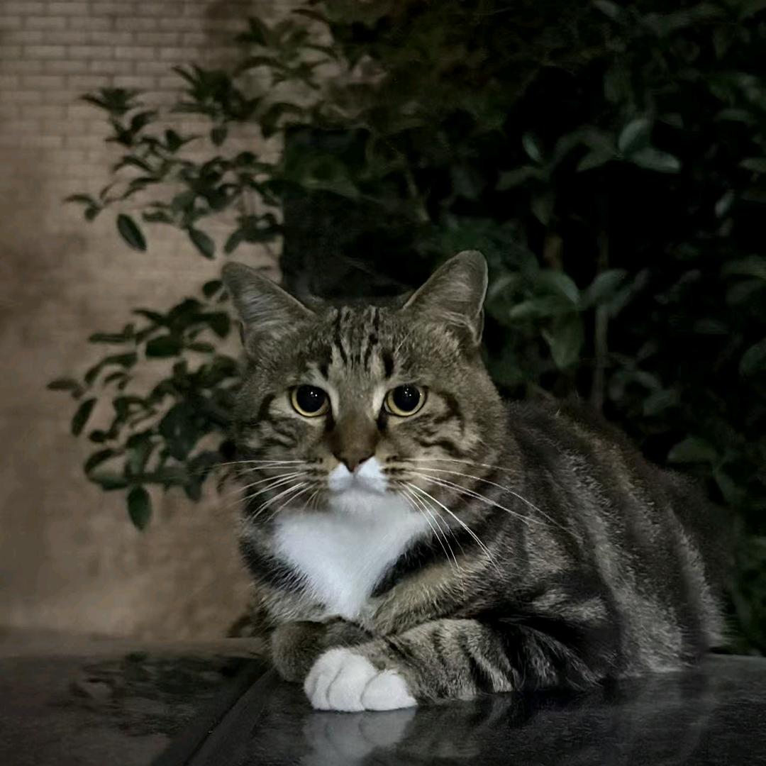 航航萌宠猫砂