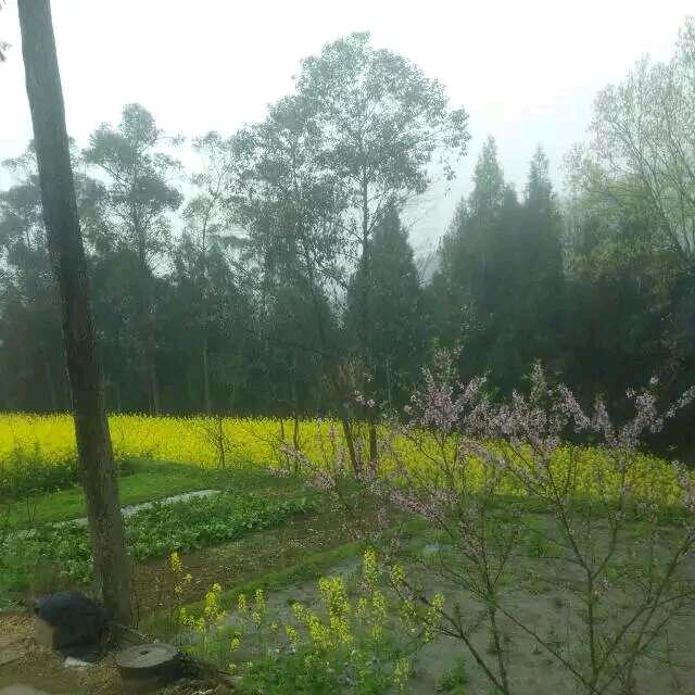 情相依