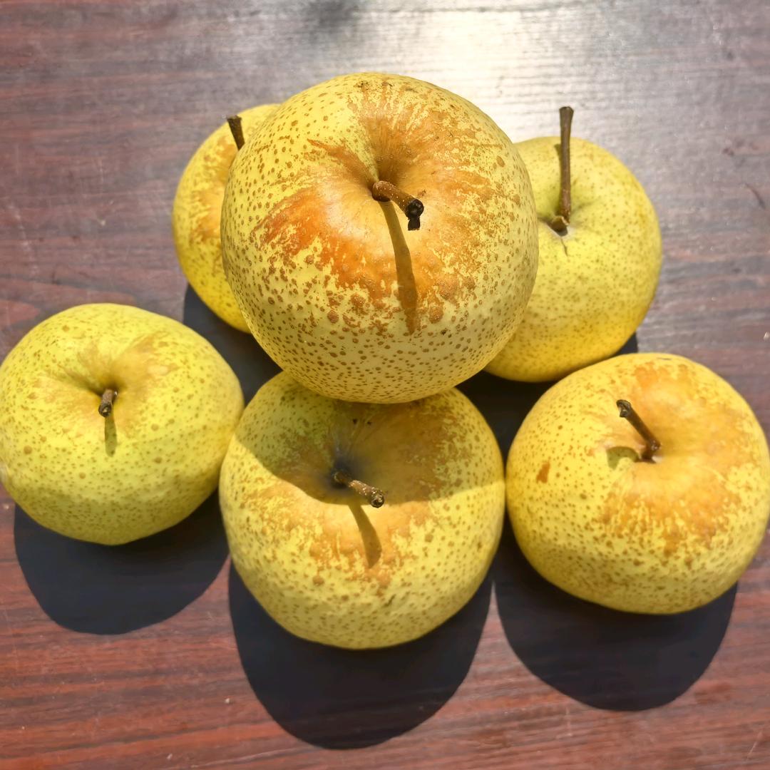 家乡宁陵