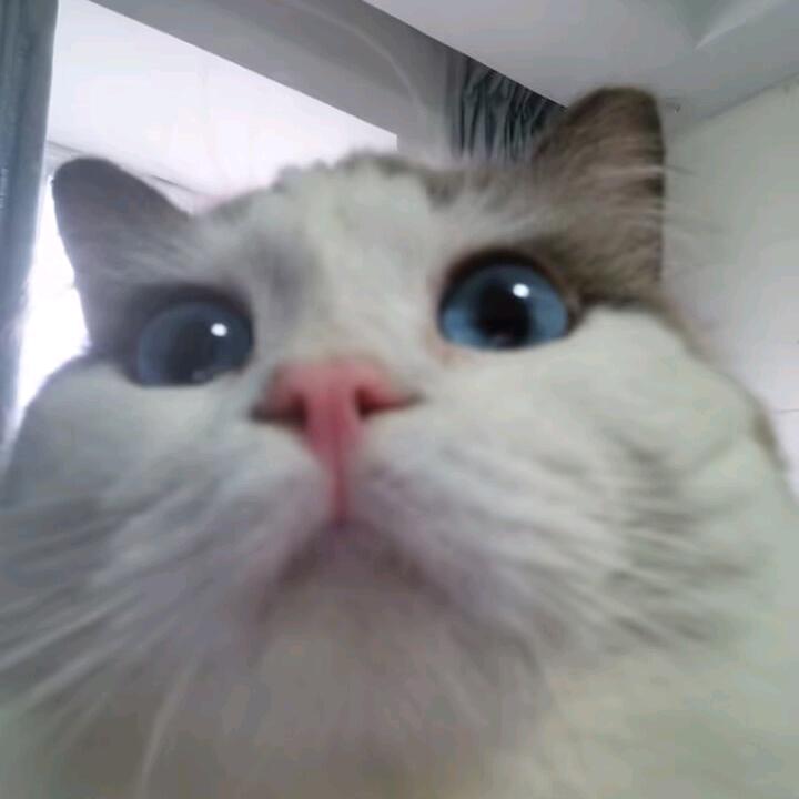 博林特宠物用品