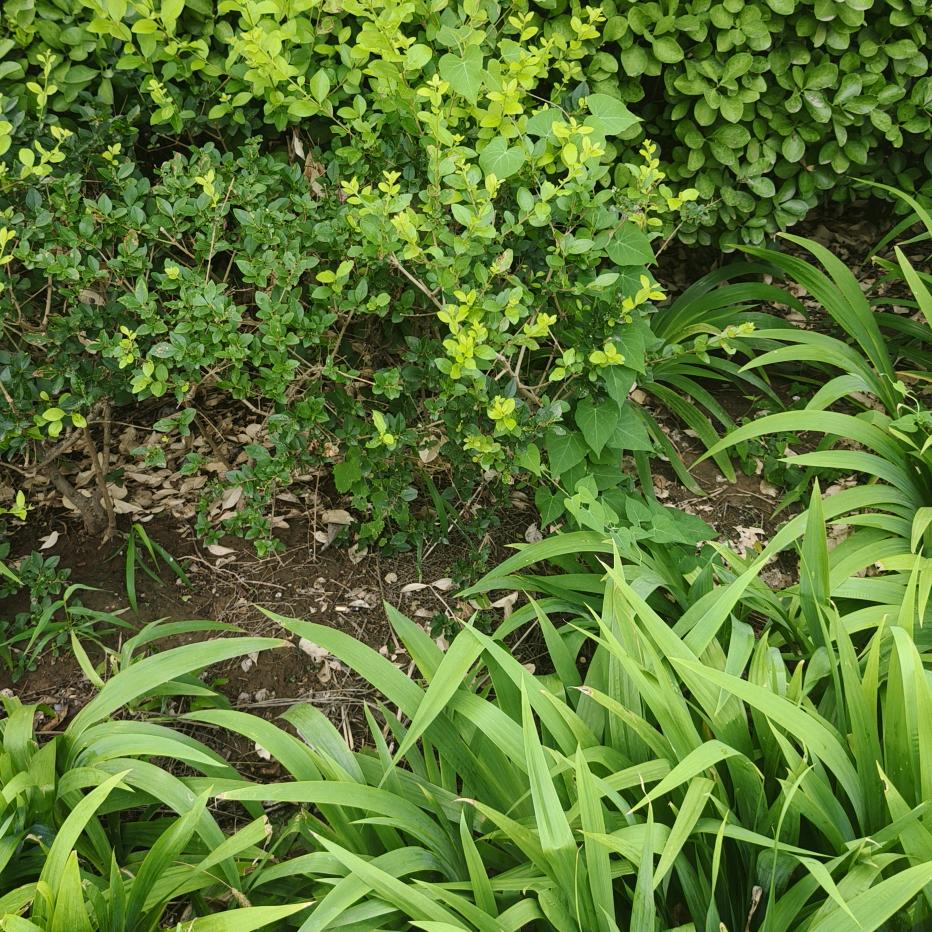 梦猩*十芬