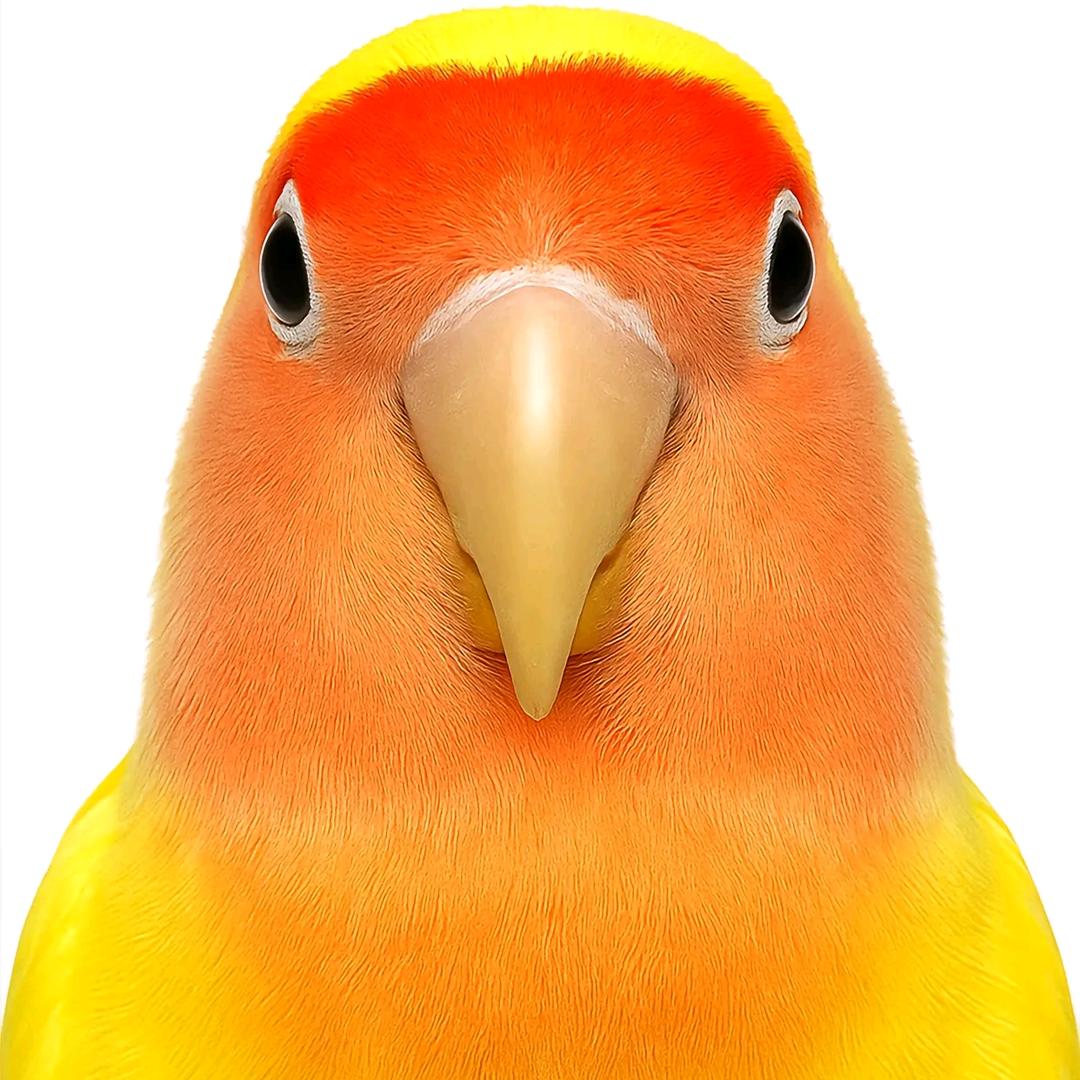 🦜万家✨鹦宠🦜