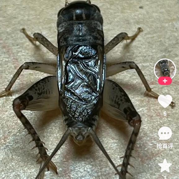 秋虫