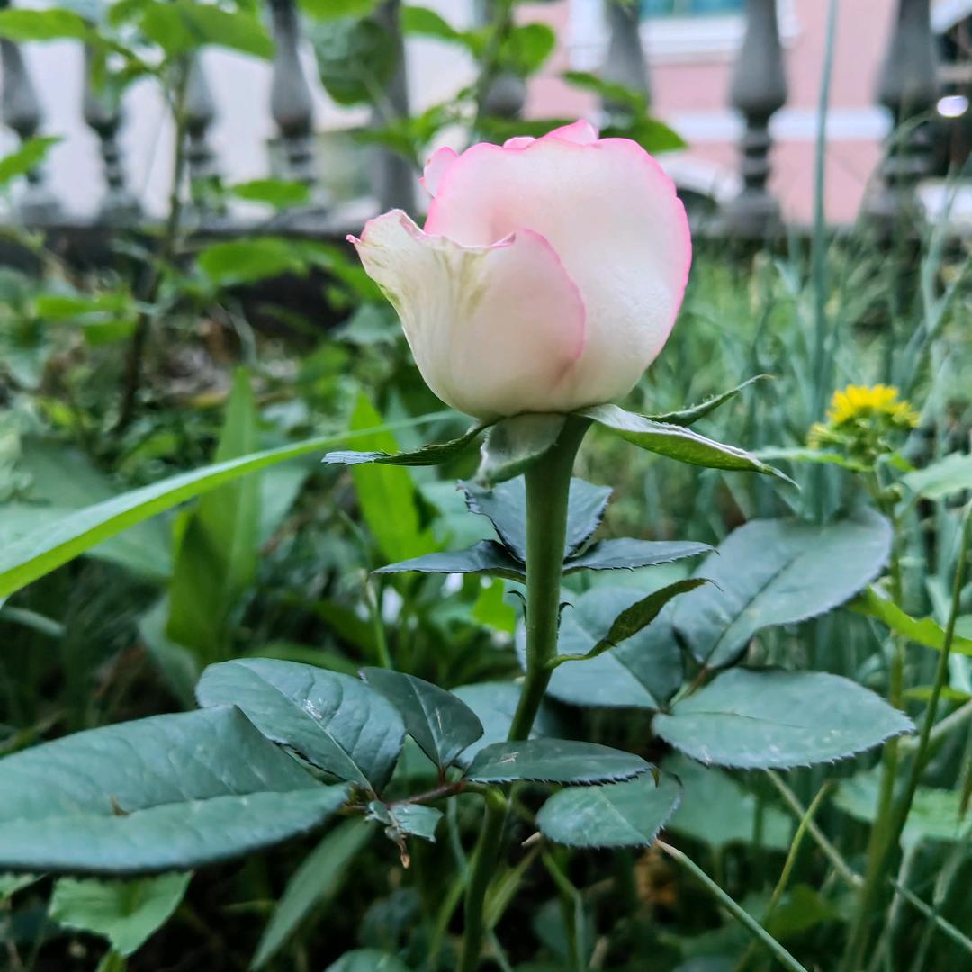 半夏时光~~~