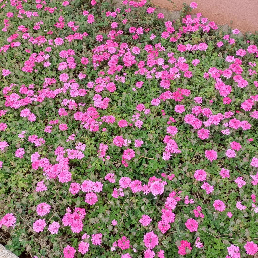 幸福平安招财进宝