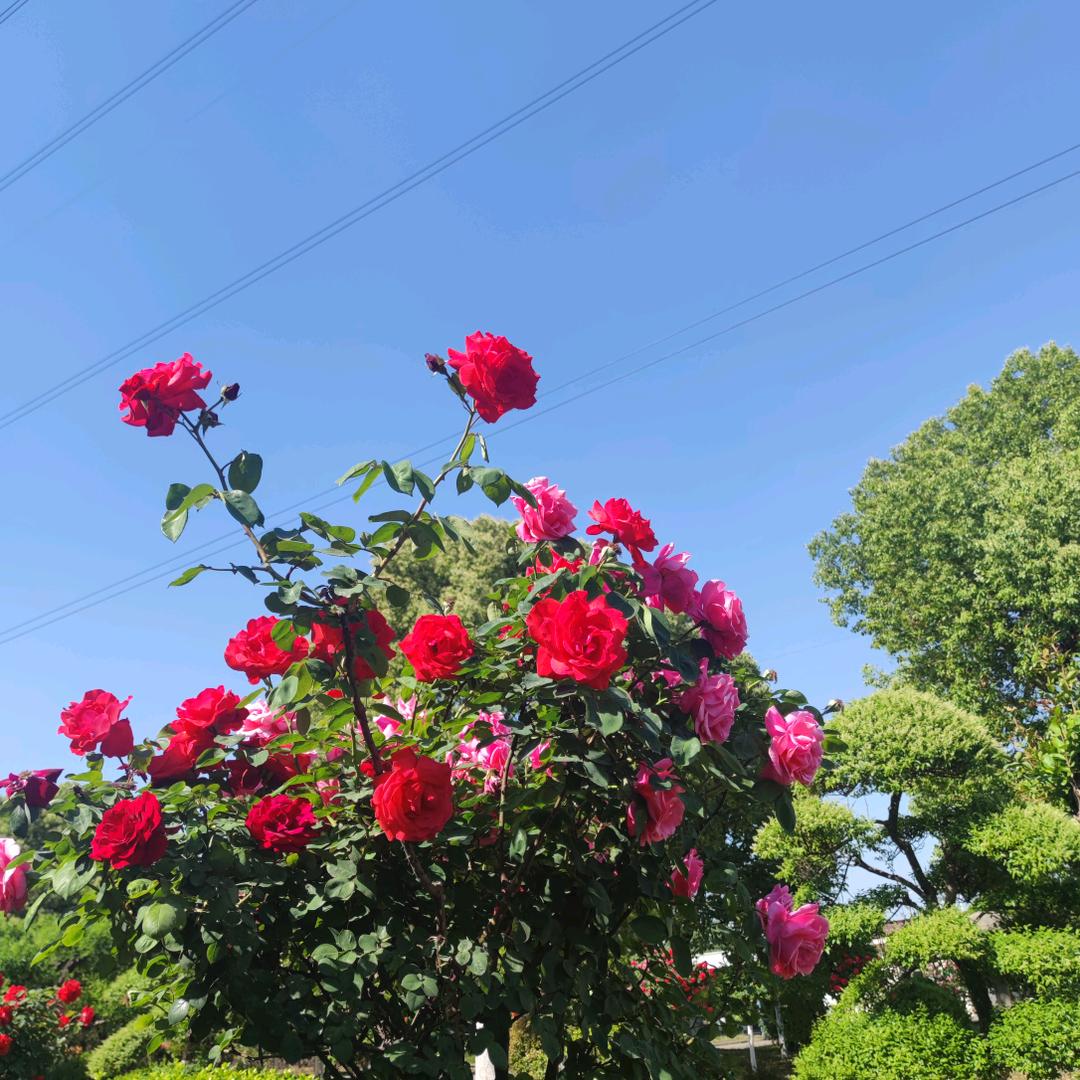 郑荣