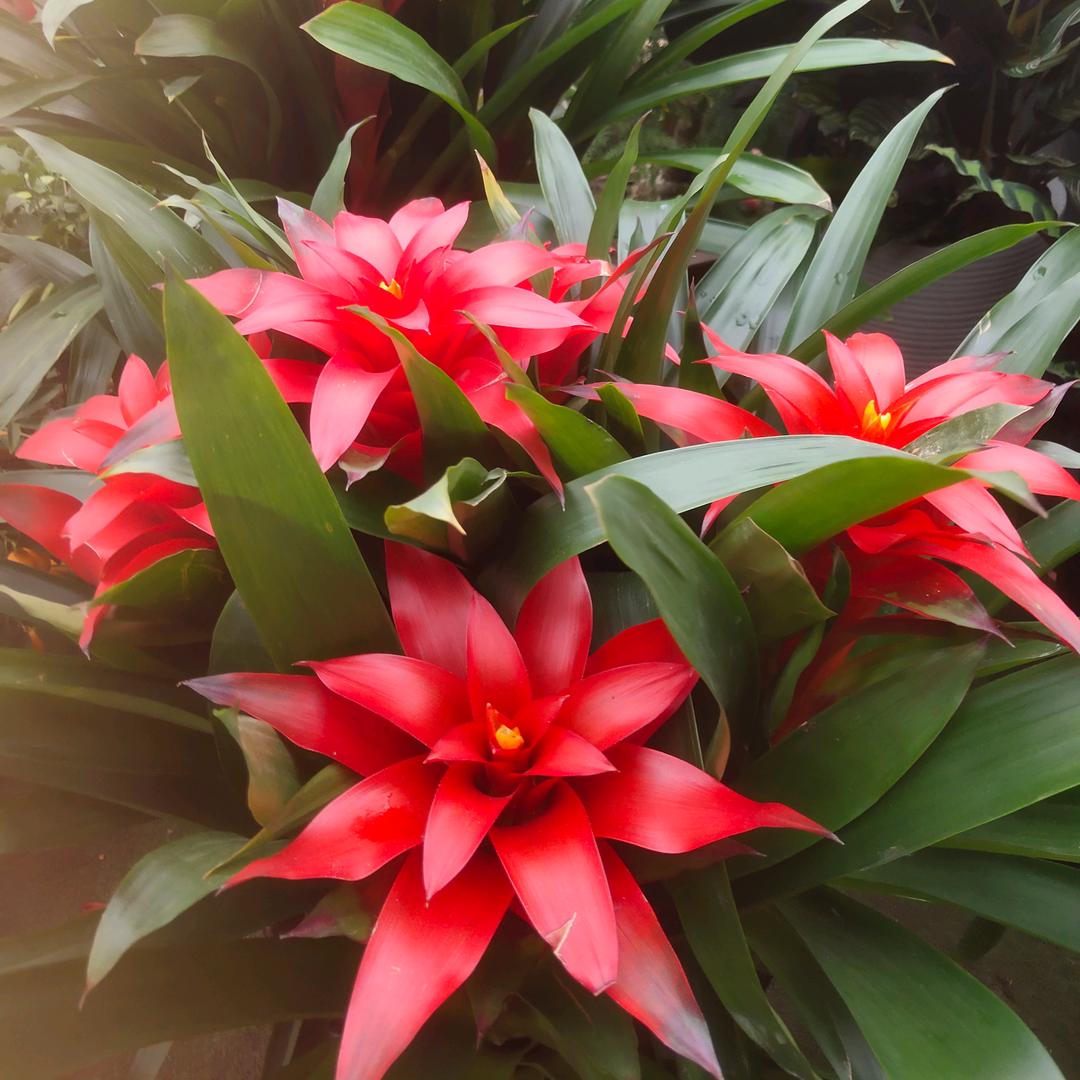 火红山茶花