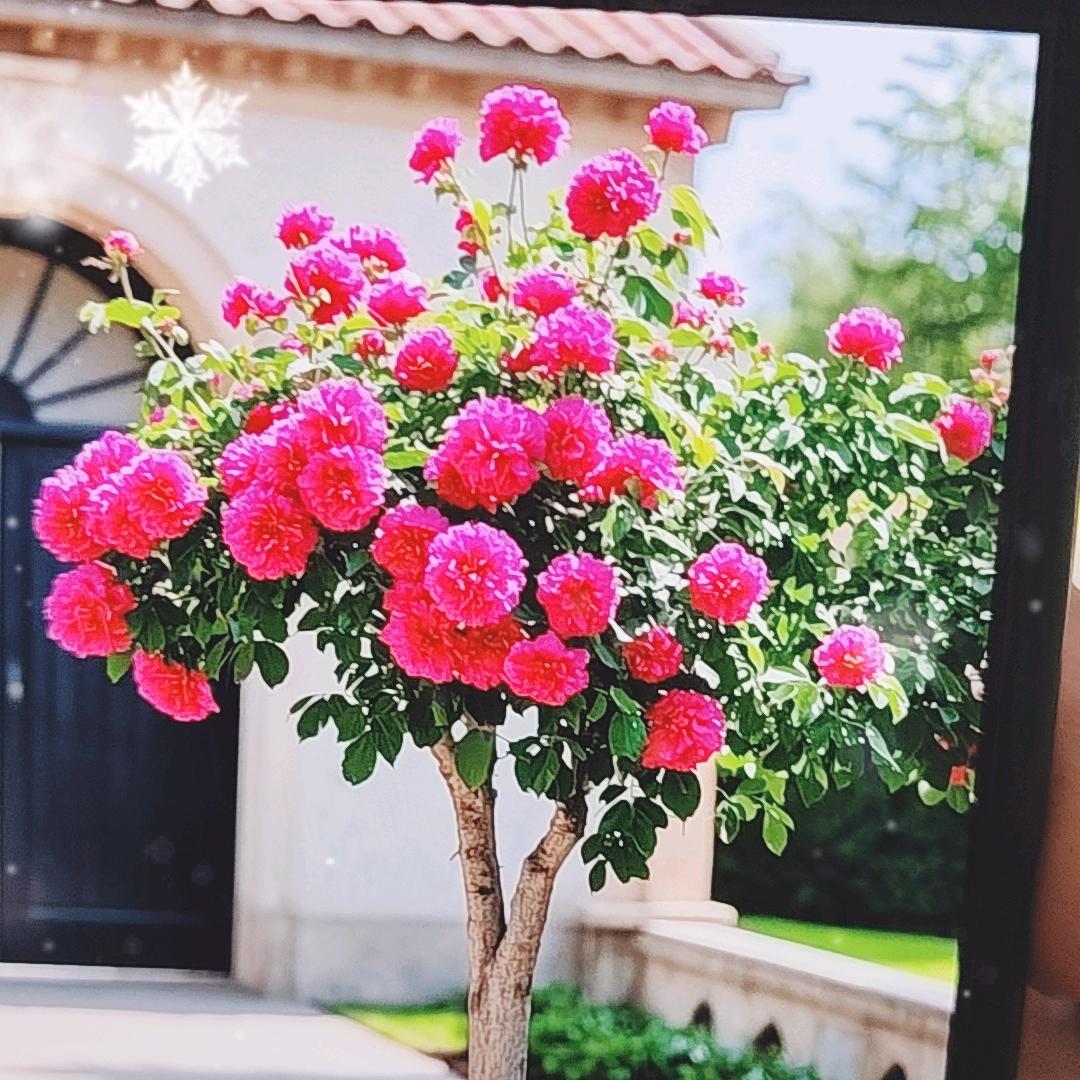 太阳64🌺