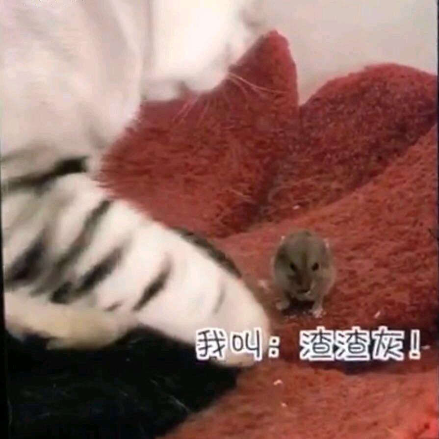 我是渣渣啊@。
