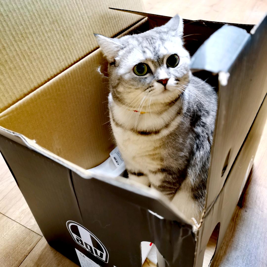 翻滚吧阿胜
