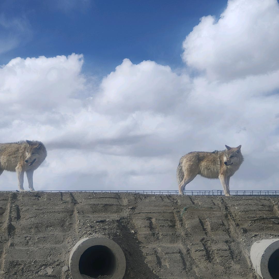 格尔木出租车旅游包车