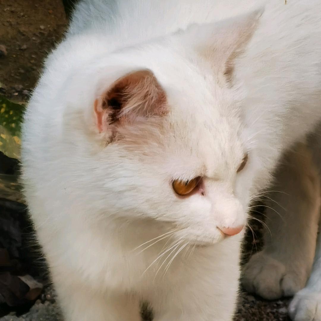 Llllll