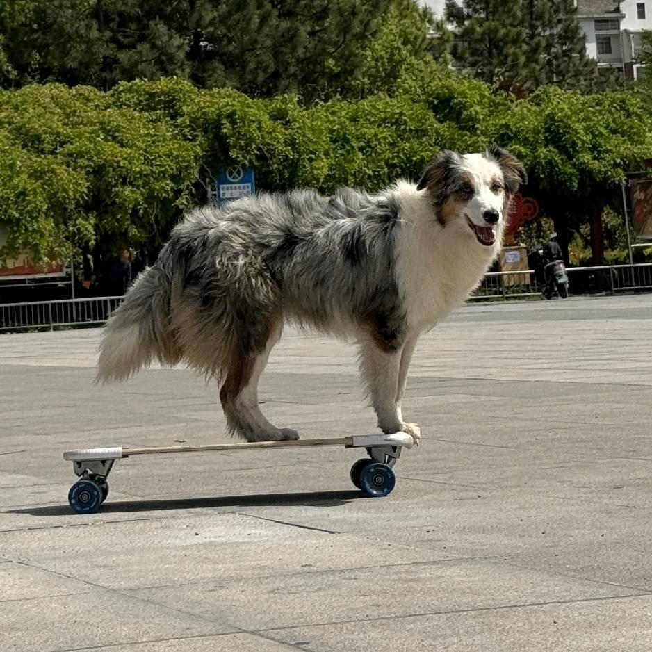 （宠伴十年）边牧，如果爱情请深爱
