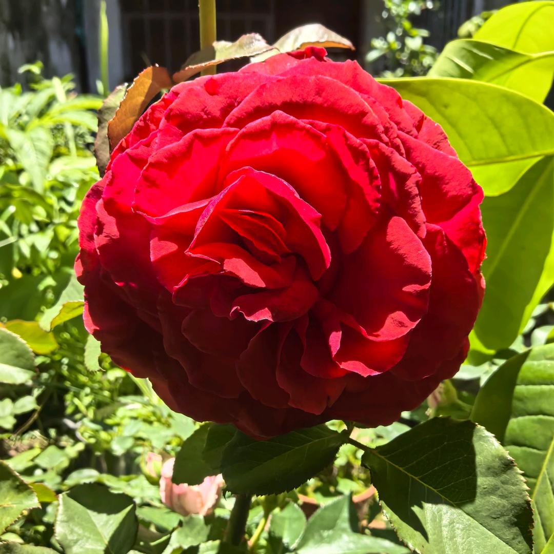 护花使者