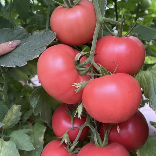 创鑫有机西红柿采摘园