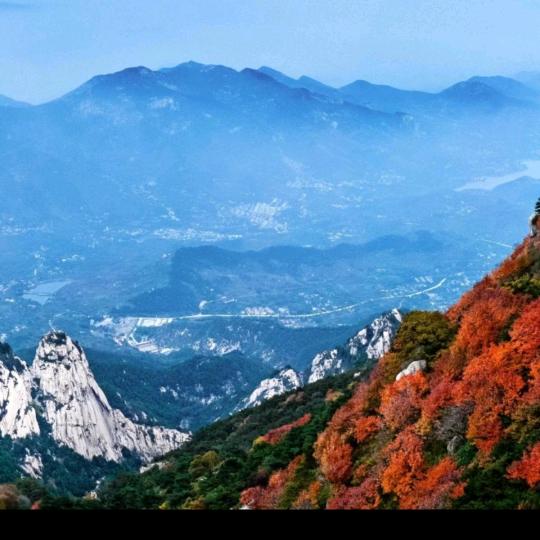 闲时看花