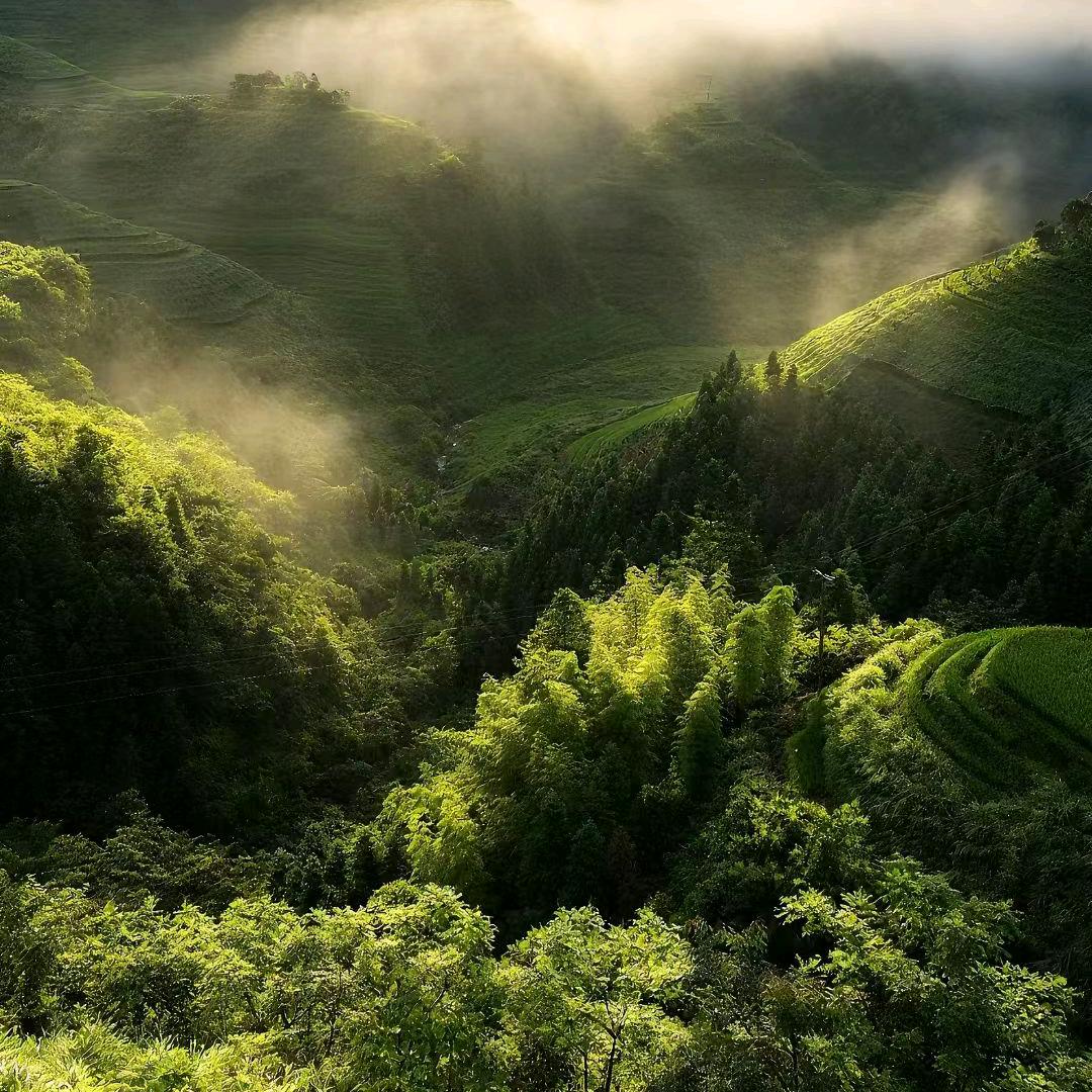 吾本布衣 —龙师弟