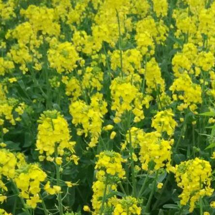 周姐半月板损伤二级。髌骨软化。骨刺。积液