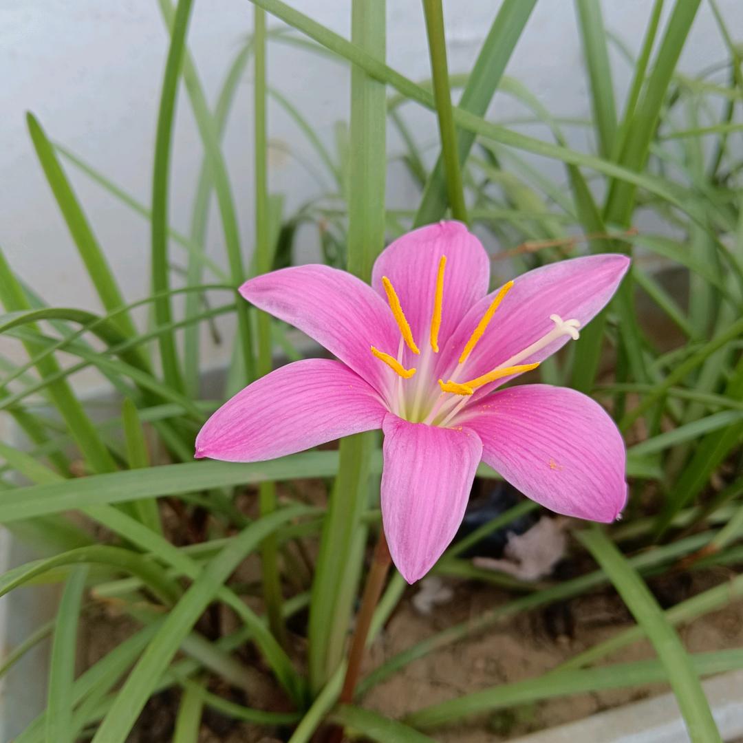 用户4207482275846冰雪奇缘