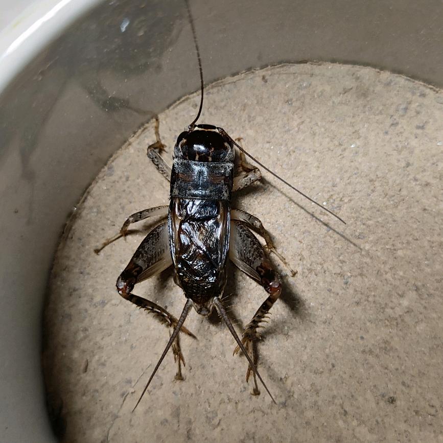 蟋蟀大王