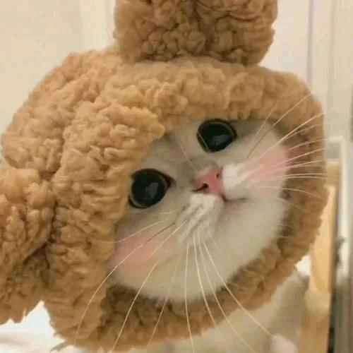 小猪猪
