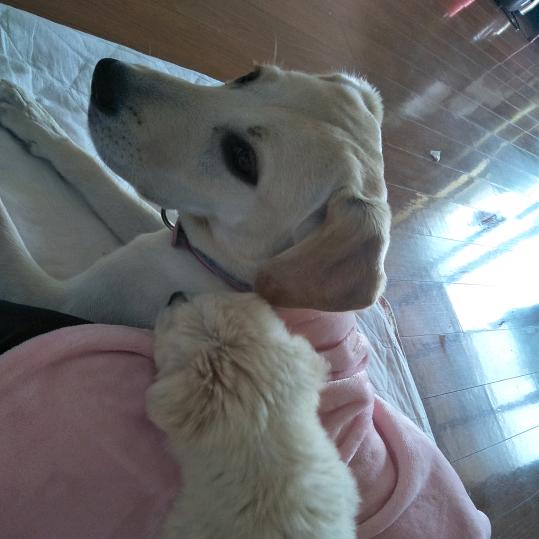 赵大宝的赵富贵