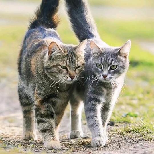 喜爱（吉佑思方）