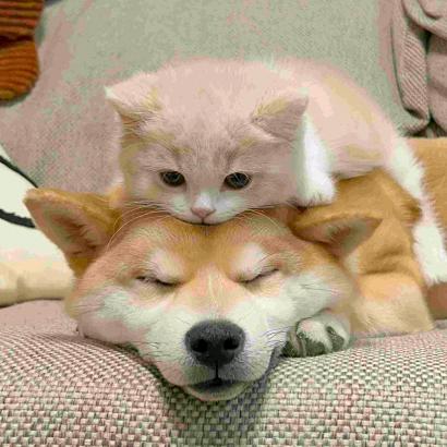 可可犬舍