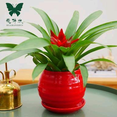 贾本书