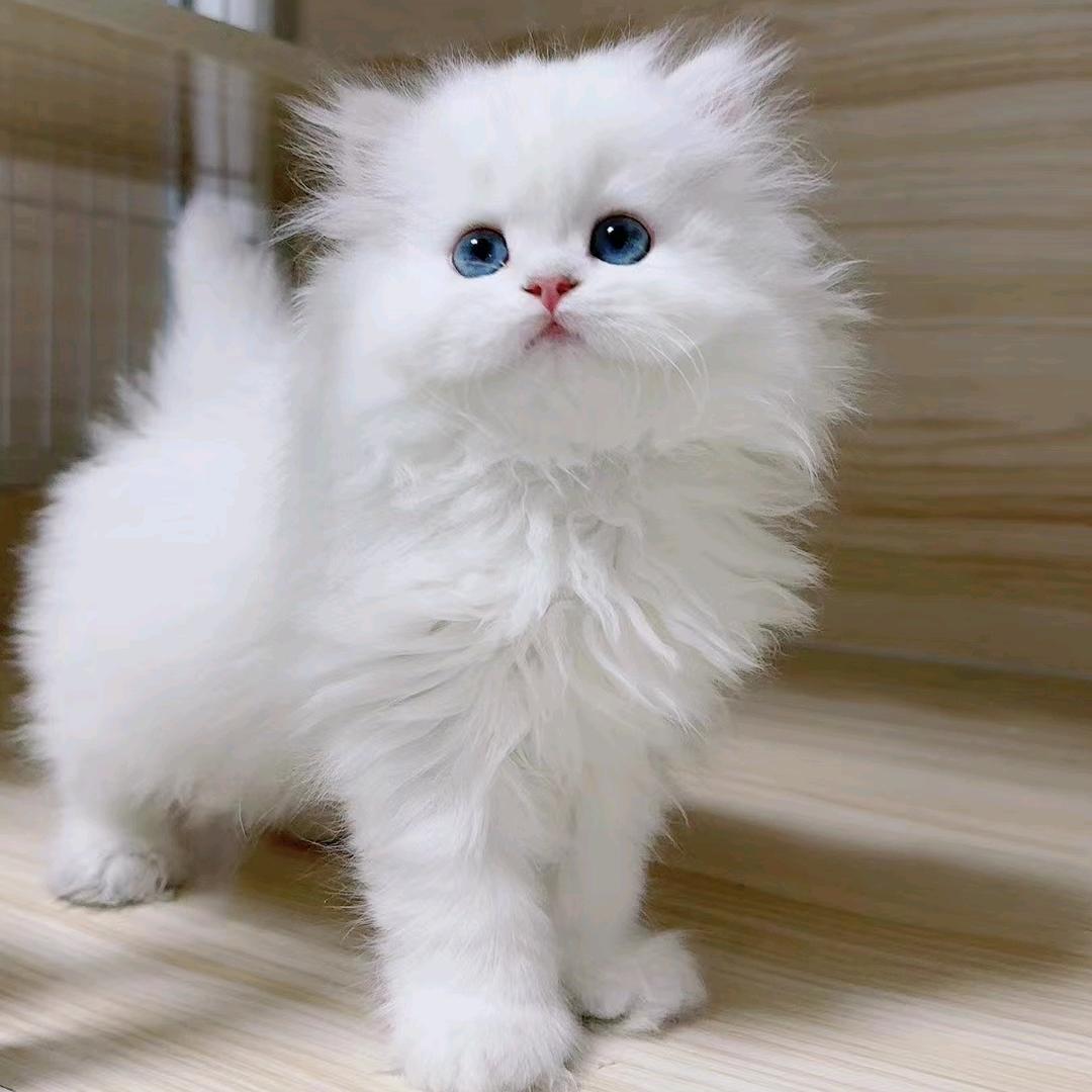 萌宠好物社🐶🐱