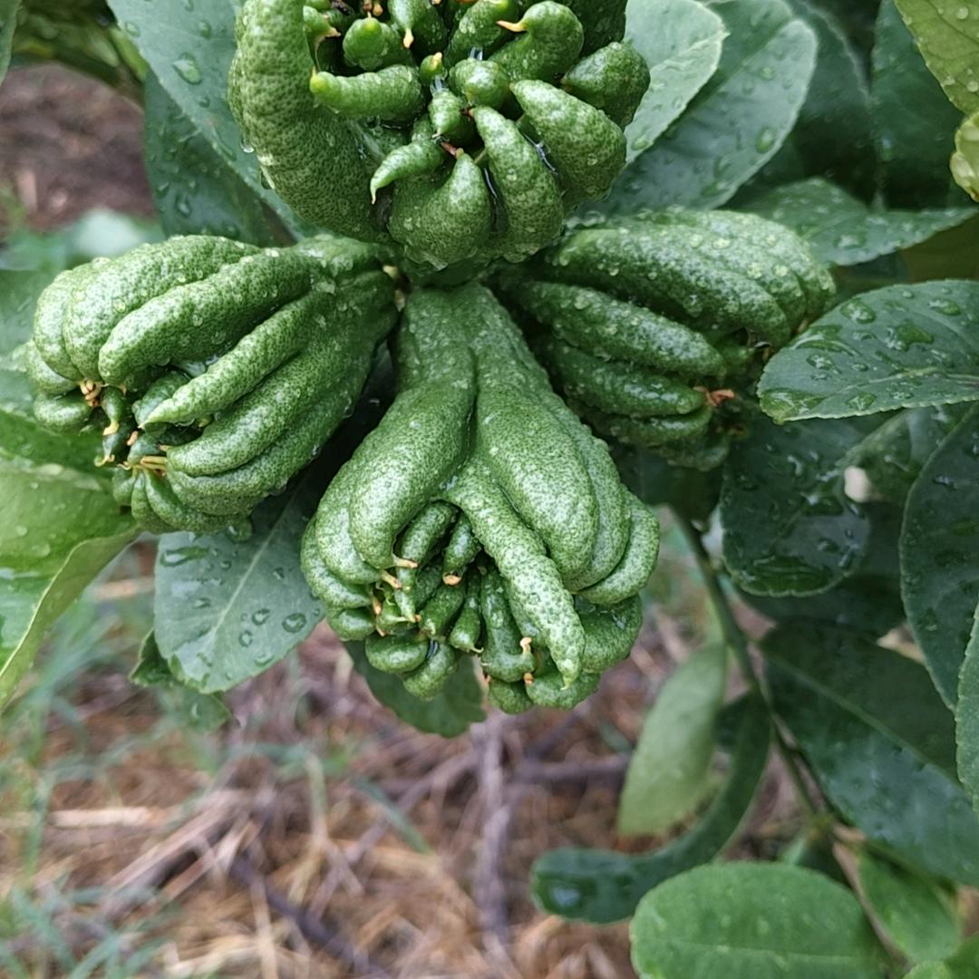 乐山市慈恩贸易有限公司企业店