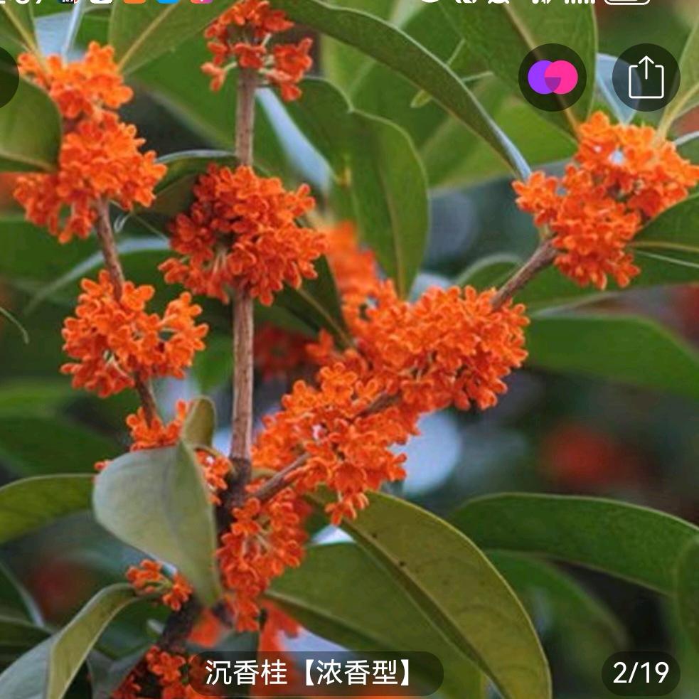 娟🌹🌹🌹