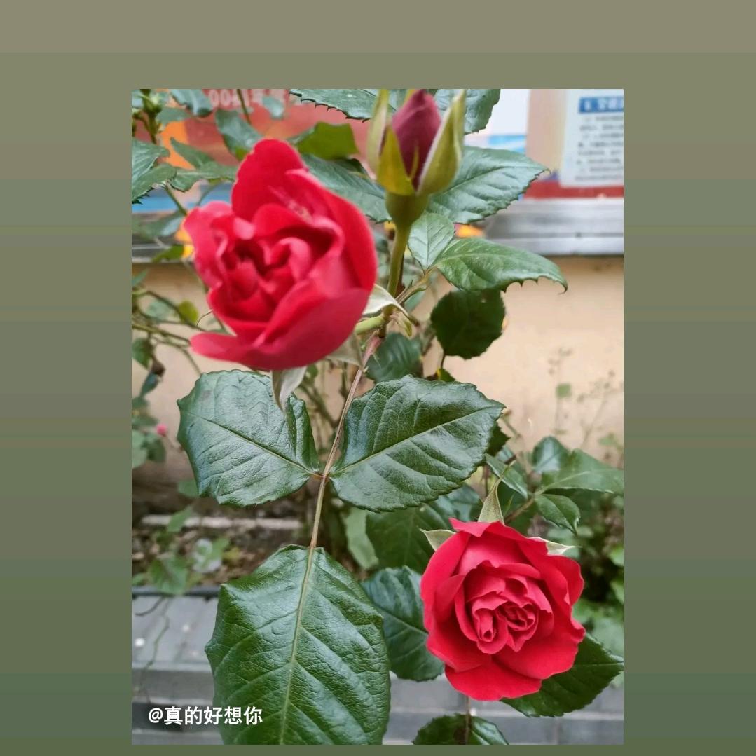 寒风刺骨，心以变凉