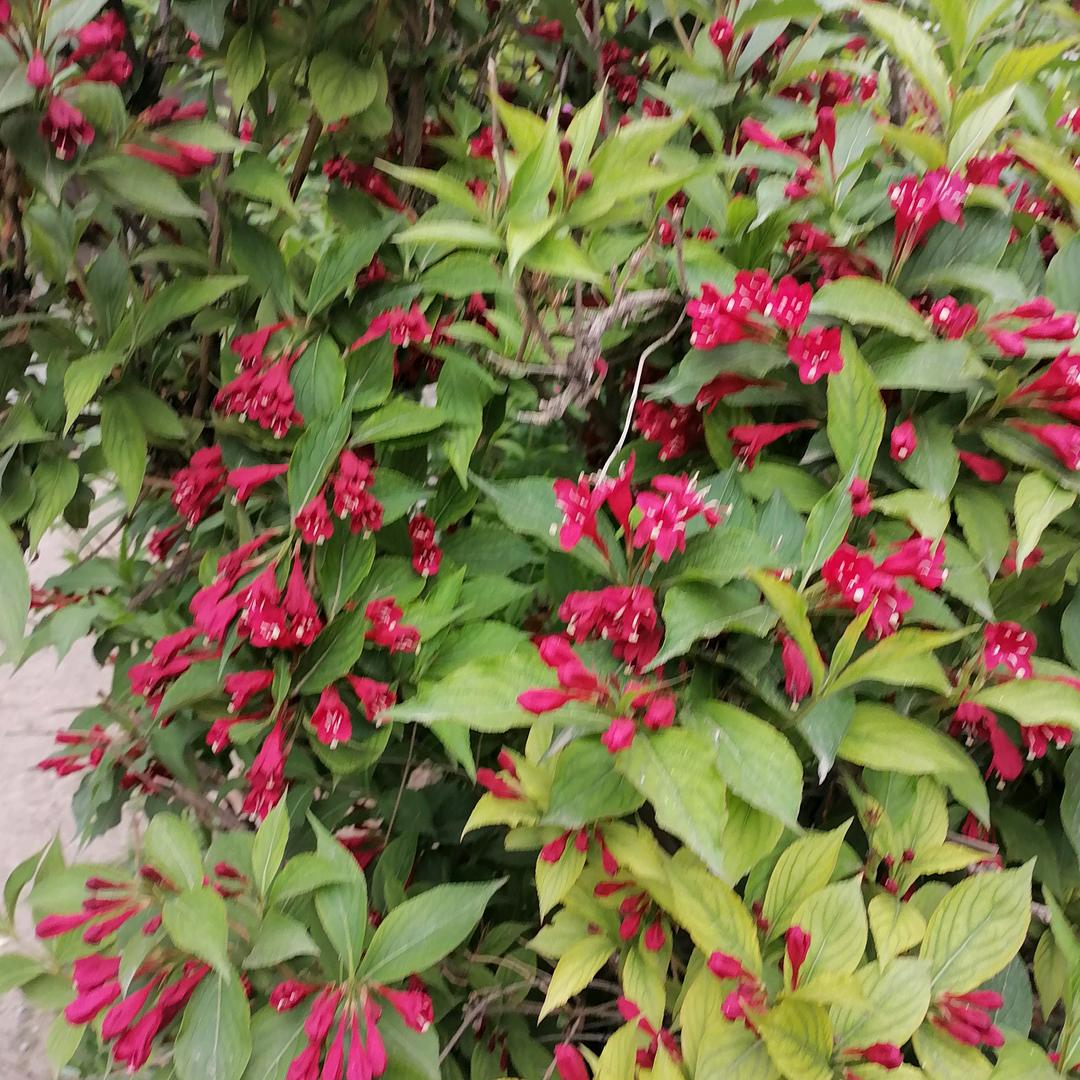 花开花落不变心