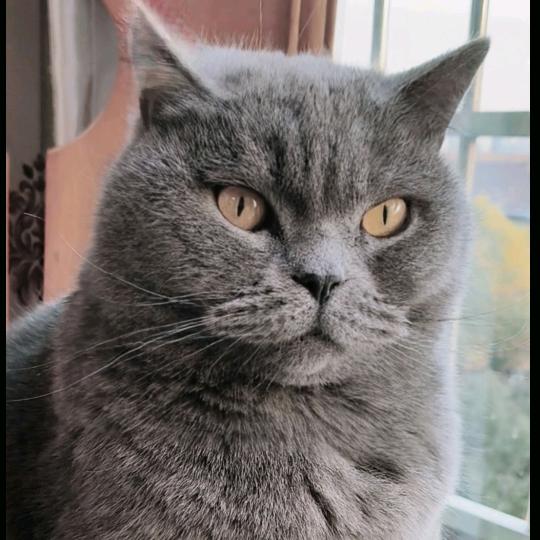 60后的铲屎官新姐(进橱窗)