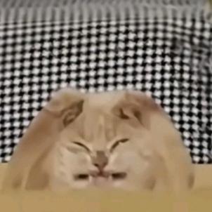 秦命