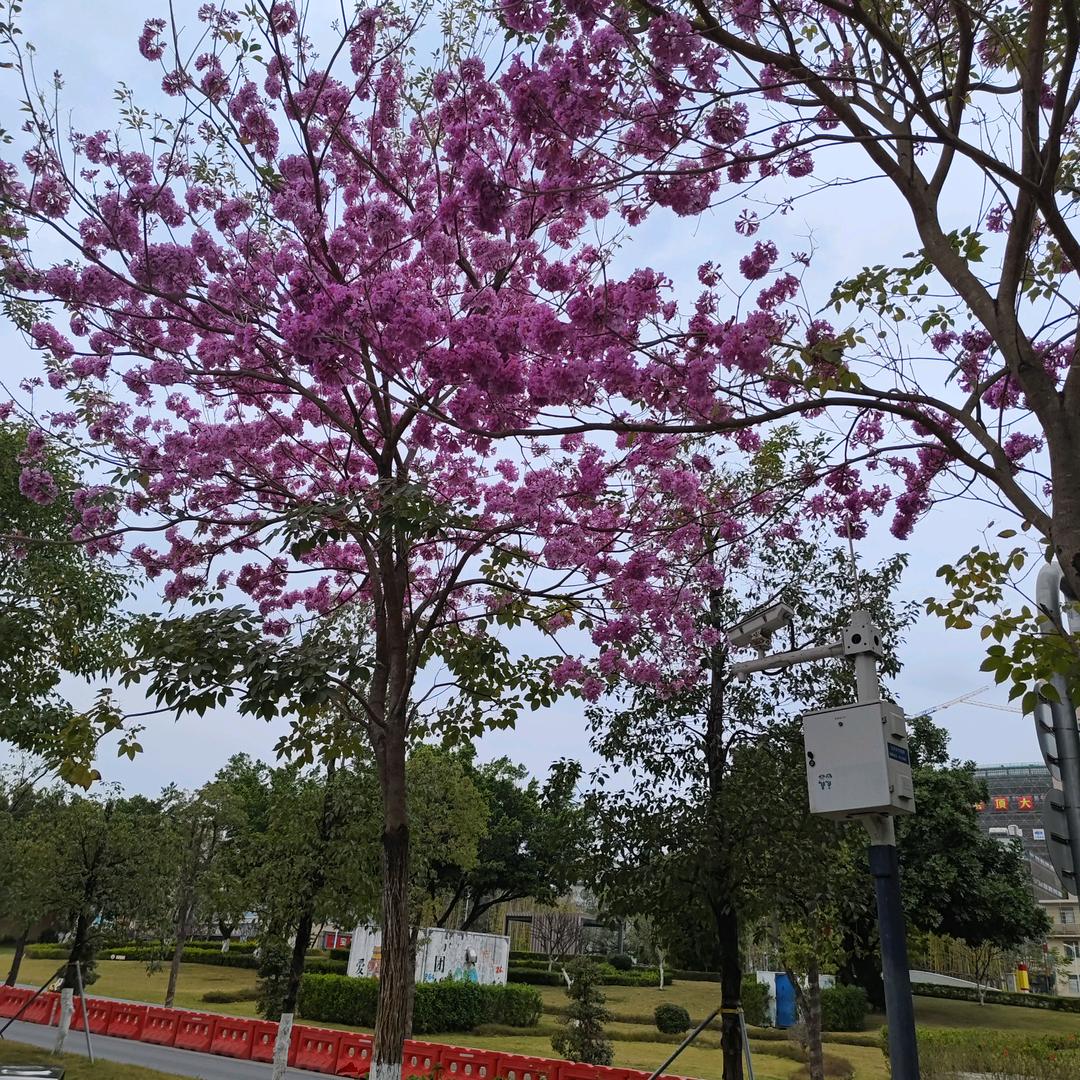 小爱