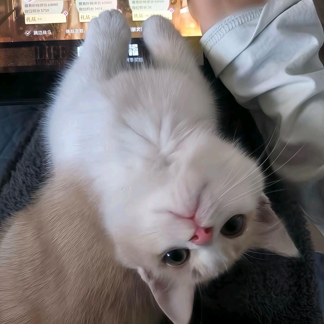 商商