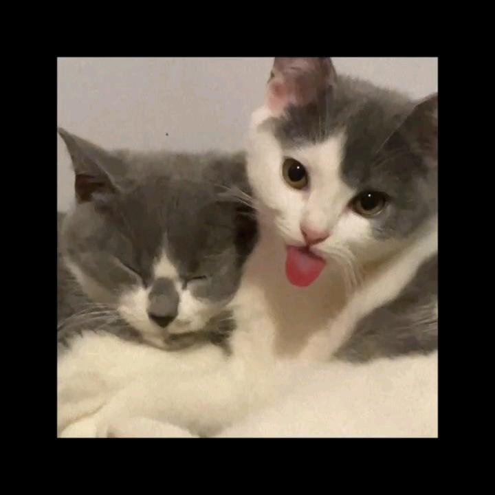 辣条小鱼🐟
