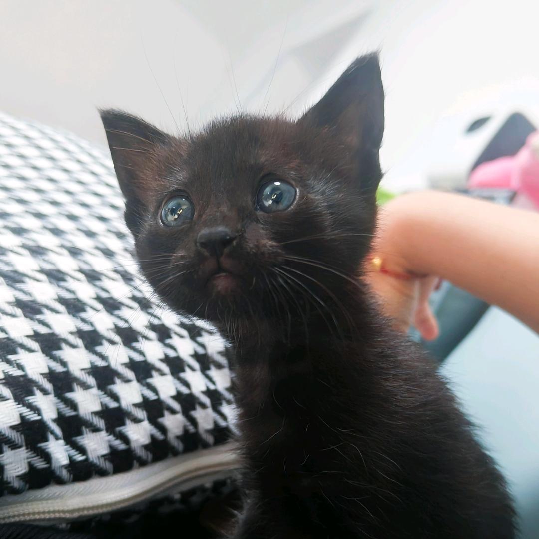 乔乔和警长🐈‍⬛