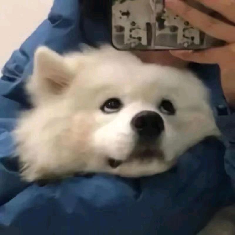 嘻嘻