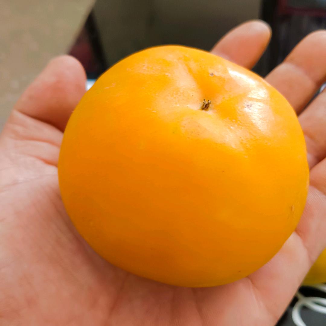中果种苗（临猗舒君丰）