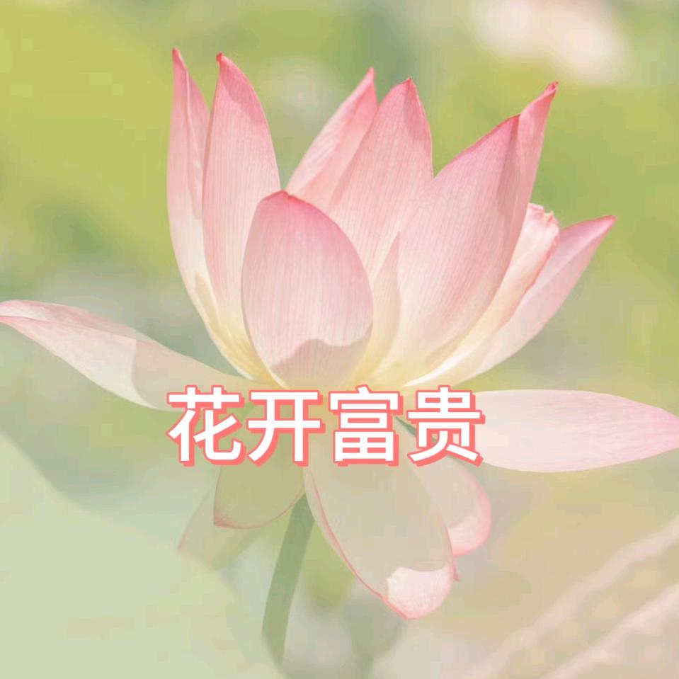 富贵花开