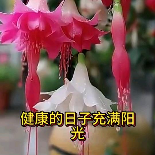 安利娄姐