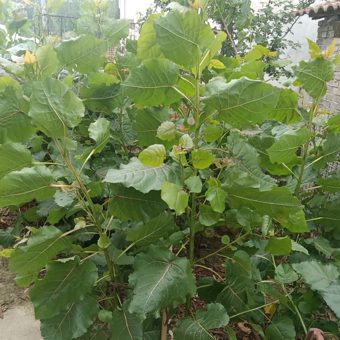 小白杨