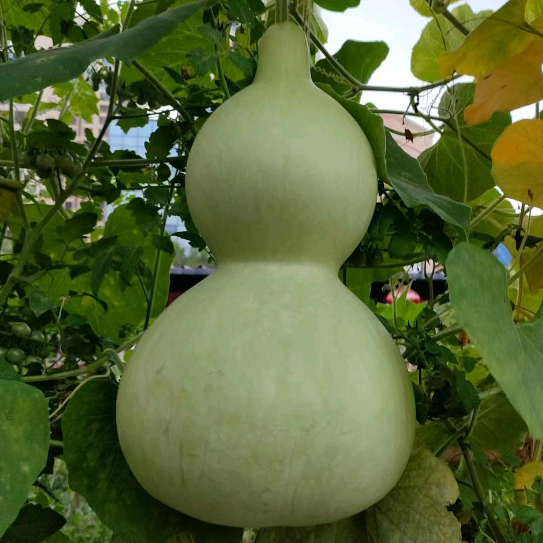 青青子衿悠悠我心，，，