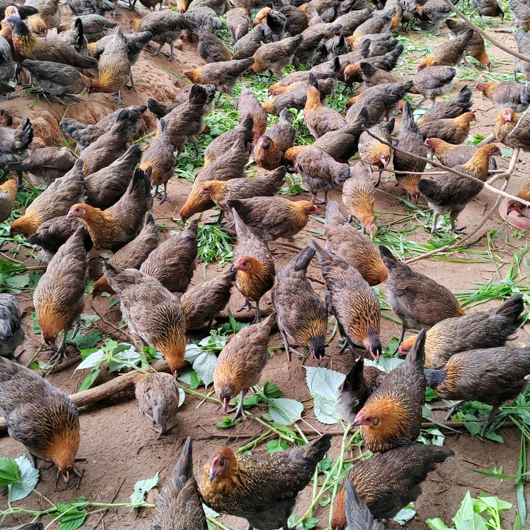 吴歌土鸡鸭养殖