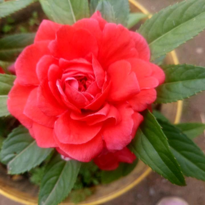 🌷平安一生🌷